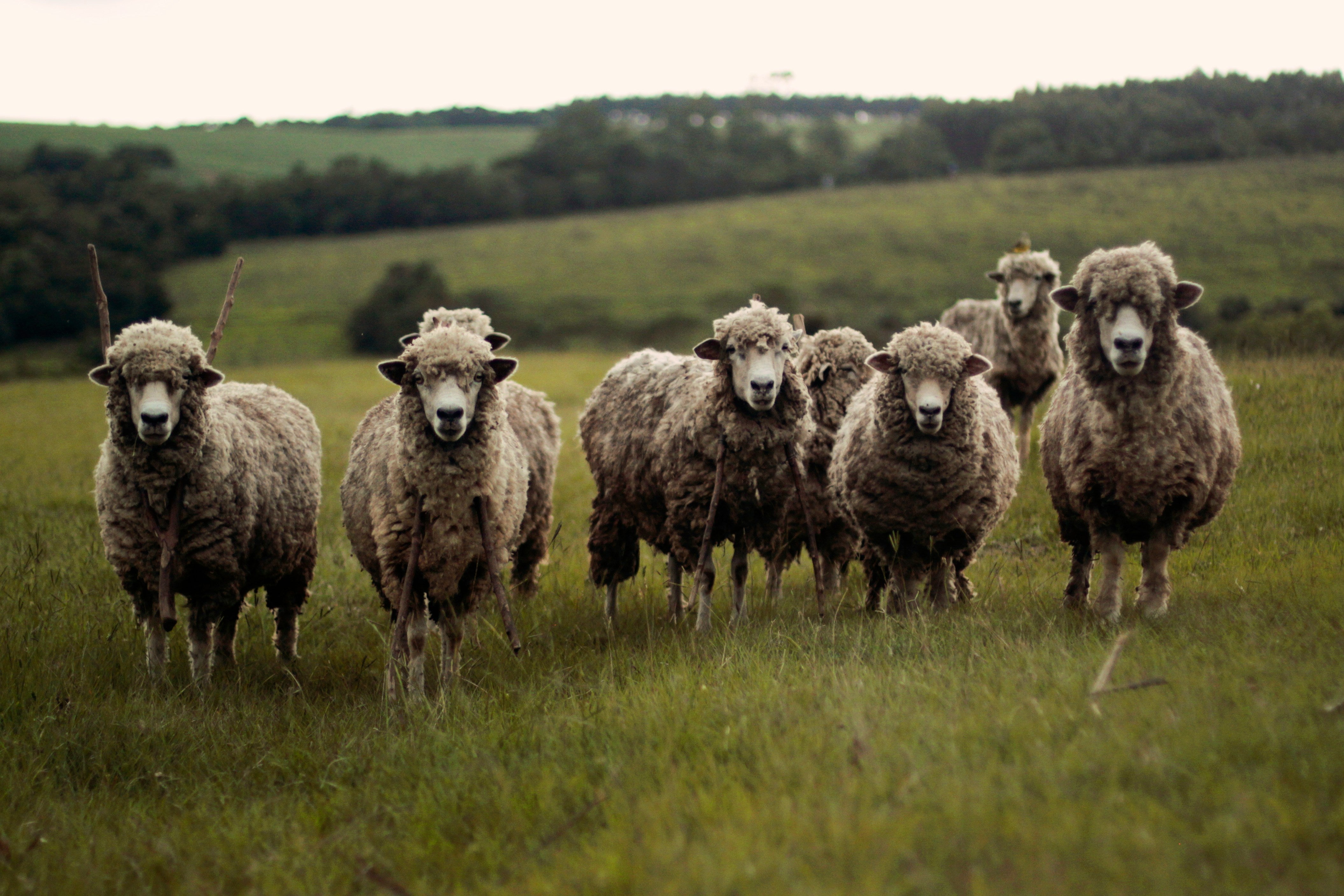 The Origins of Merino Wool: A Journey Through History